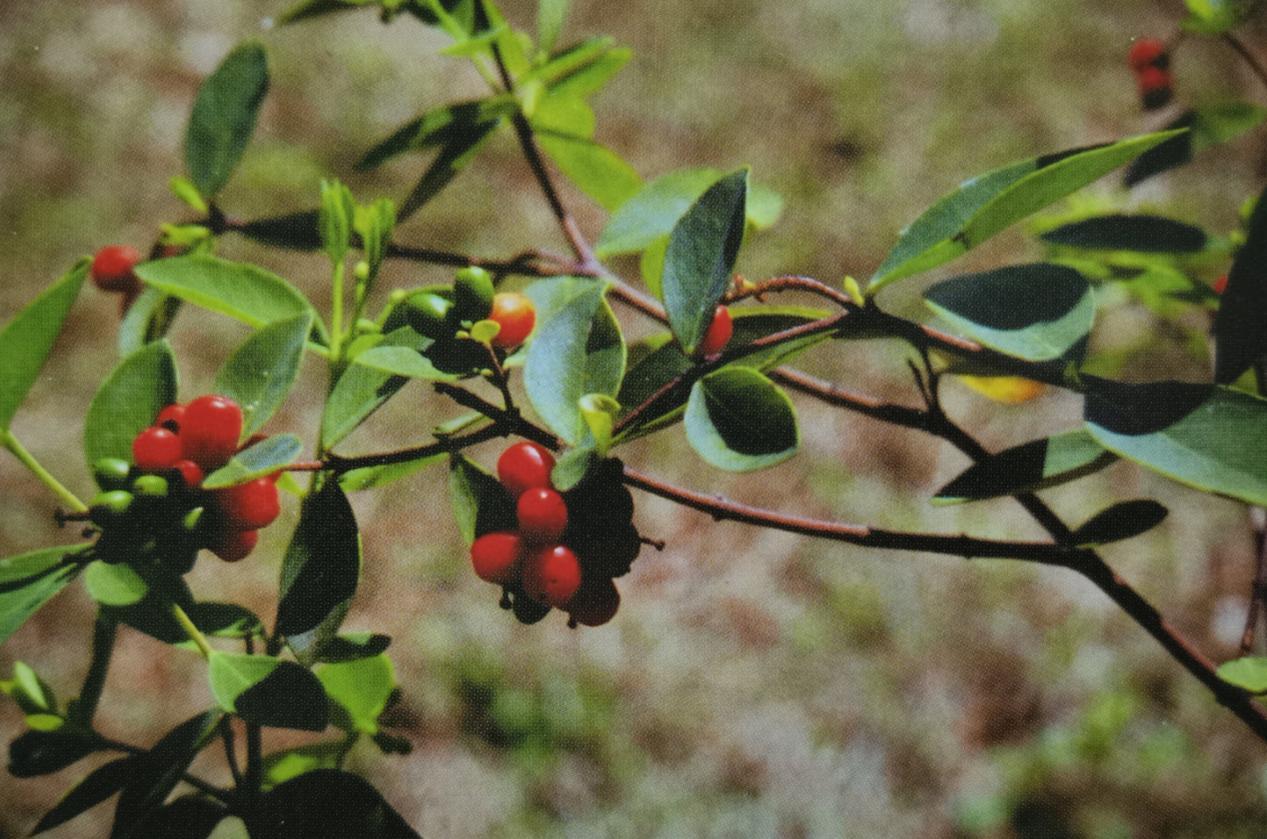 鲜药探秘—了哥王根 - 北京建生药业有限公司